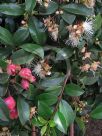 Syzygium australe