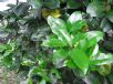 Syzygium moorei
