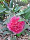 Syzygium wilsonii wilsonii