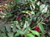 Syzygium wilsonii wilsonii