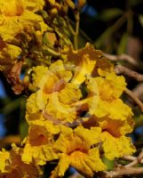 Tabebuia aurea