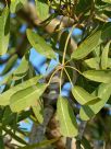 Tabebuia aurea