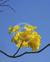 Handroanthus chrysanthus