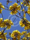 Handroanthus chrysanthus