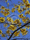 Handroanthus chrysanthus