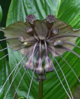 Tacca chantrieri