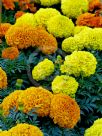 Tagetes erecta