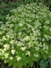 Tanacetum parthenium Aureum