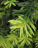 Taxus baccata Fastigiata Aurea Group