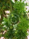 Taxus baccata Fastigiata Aurea Group