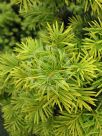 Taxus baccata Fastigiata Aurea Group