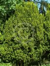 Taxus baccata Fastigiata Aurea Group