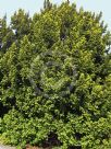 Taxus baccata Fastigiata Aurea Group