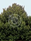 Taxus baccata Fastigiata Aurea Group