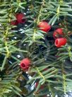 Taxus baccata