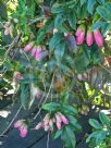 Tecomanthe burungu