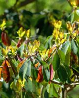 Ternstroemia gymnanthera