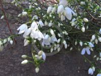 Tetratheca ciliata (white)