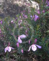 Tetratheca ericifolia