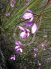 Tetratheca shiressii