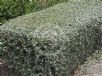 Teucrium fruticans
