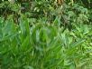 Thalia dealbata