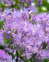 Thalictrum aquilegiifolium