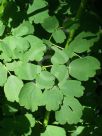 Thalictrum aquilegiifolium