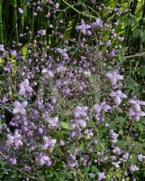 Thalictrum rochebruneanum