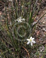 Thelionema caespitosum