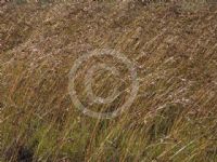 Themeda triandra
