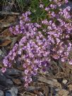 Thryptomene denticulata