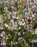 Thryptomene saxicola FC Payne