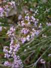 Thryptomene saxicola FC Payne