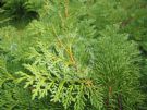 Thuja koraiensis