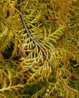 Thuja occidentalis Lutea