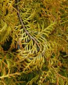 Thuja occidentalis Lutea