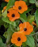 Thunbergia alata