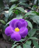 Thunbergia erecta