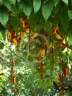 Thunbergia mysorensis