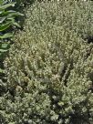 Thymus Silver Posie