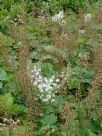 Tiarella cordifolia