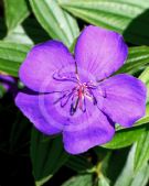 Tibouchina Jules