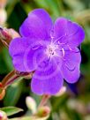 Tibouchina Jules