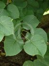 Tilia americana