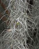 Tillandsia usneoides