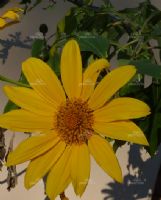 Tithonia diversifolia