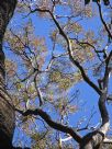 Toona ciliata