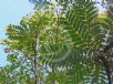 Toona sinensis