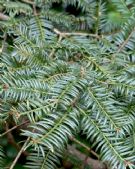 Torreya nucifera